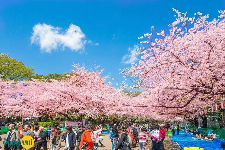 Lễ hội hoa anh đào rực rỡ tại Hồ Seokchon