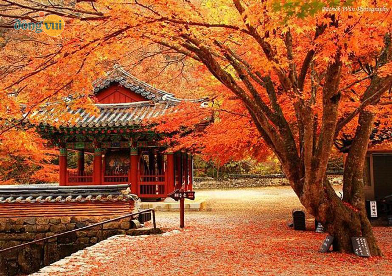 Du lịch Hàn Quốc mỗi mùa đều có những nét đẹp nổi bật riêng
