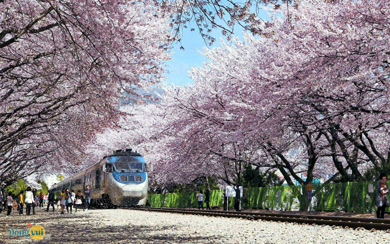 Jinhae địa điểm lễ hội hoa anh đào lớn nhất Hà Quốc
