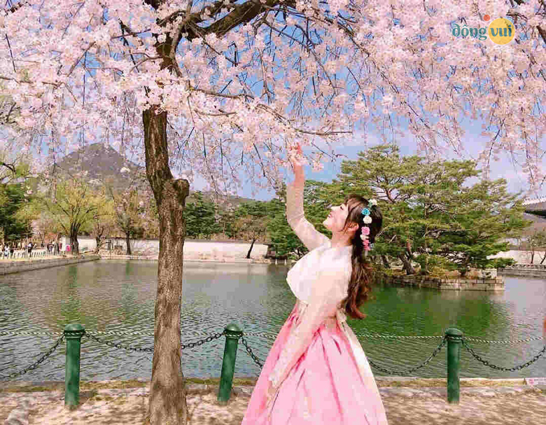Vi vu ngắm nhìn hoa anh đào nở rộ, lưu giữ những khung cảnh lãng mạn nhất
