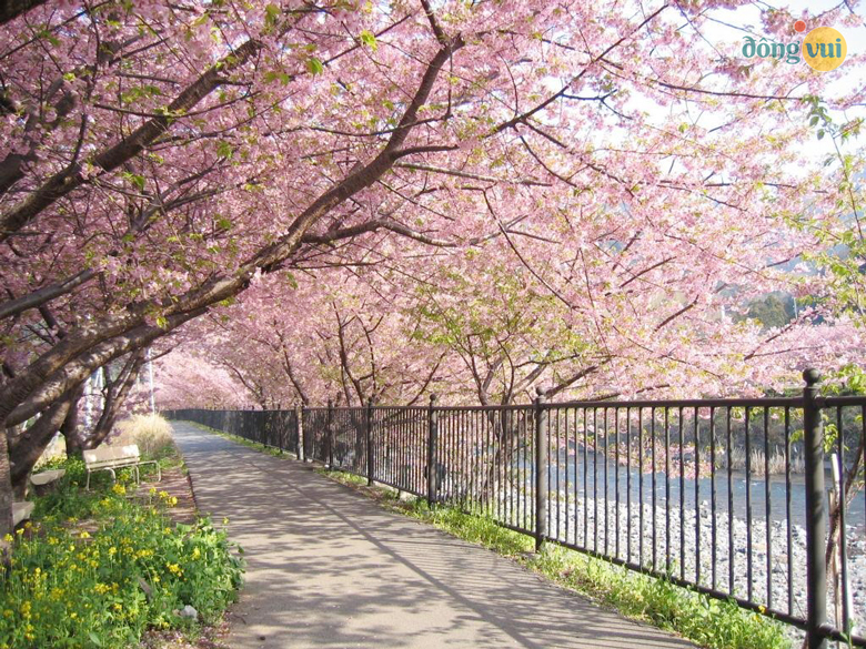 Đảo Jeju địa điểm ngắm hoa anh đào tuyệt đẹp