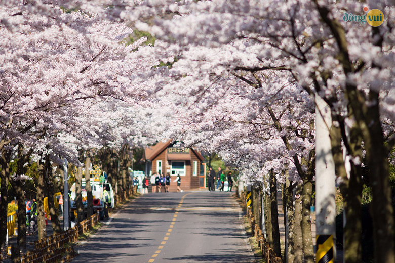 Lễ hội hoa anh đào đảo Jeju được tổ chức từ 23 - 30/03 hàng năm