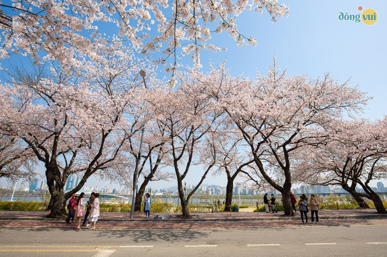 Lễ hội sắc hoa anh đào mùa xuân ở Yeongdeungpo Yeouido