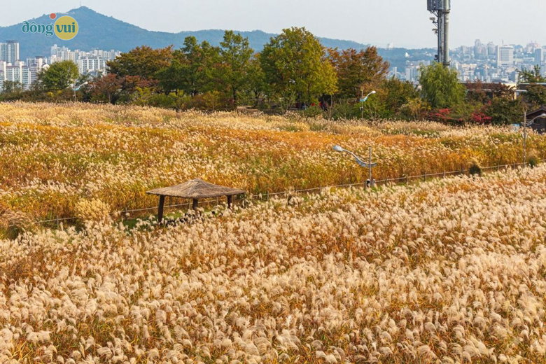 Cánh đồng cỏ bạc Pampas ở Seoul