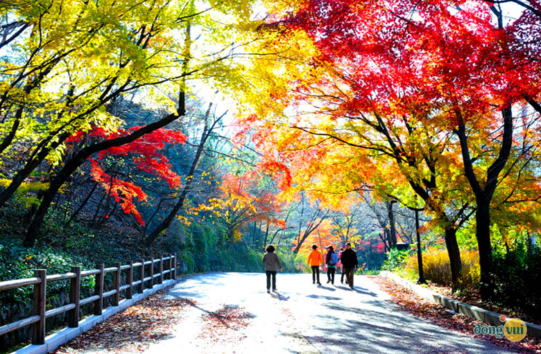 Công viên Namsan vào mùa thu