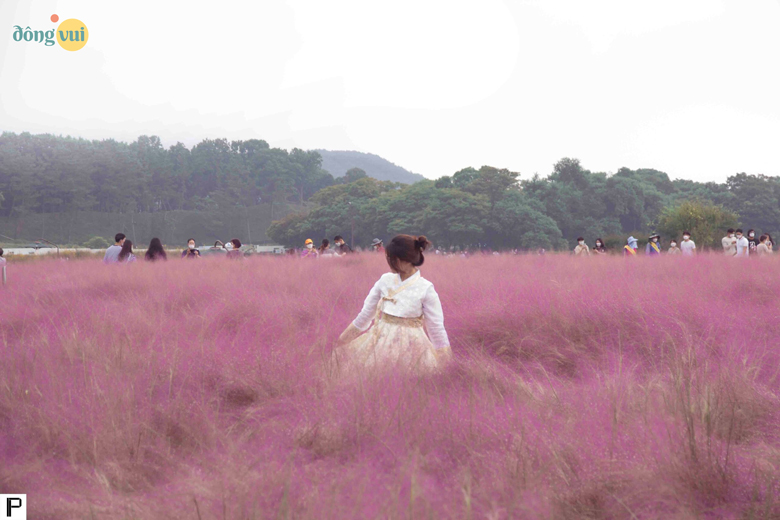 Bức ảnh chụp bên cánh đồng cỏ hồng Muhly lãng mạn, tuyệt đẹp như tranh