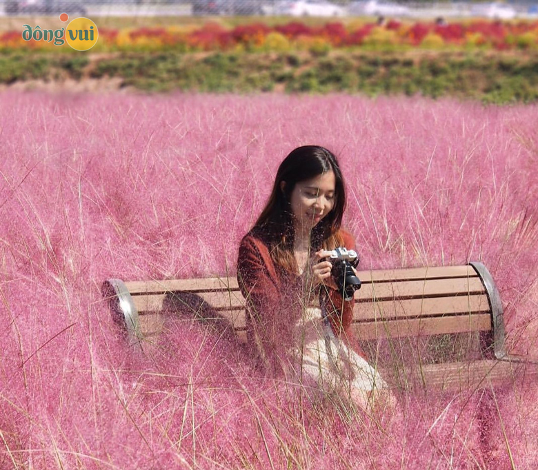 Cánh đồng cỏ Muhly - Thiên đường sống ảo của giới trẻ vào mùa thu 
