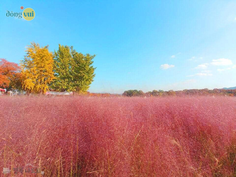 Cánh đồng cỏ muhly nhìn giống như một cánh đồng kẹo bông màu hồng vậy