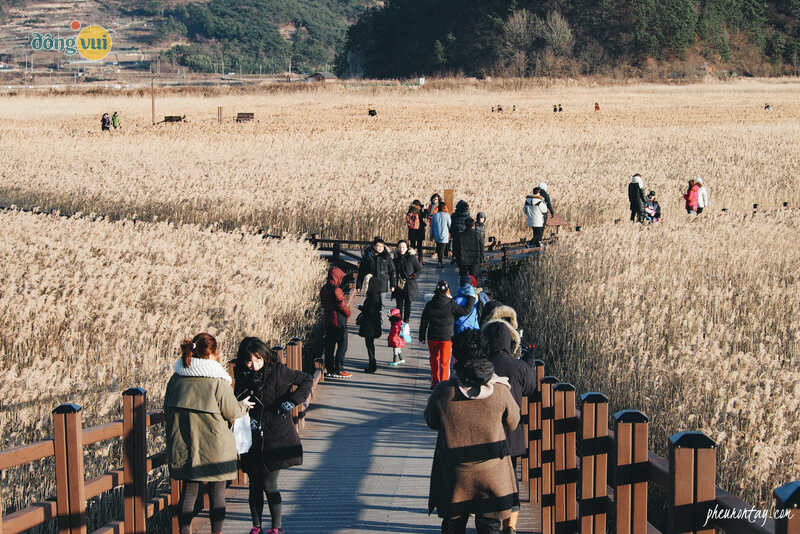 Vịnh Suncheon - địa điểm thăm quan thu hút rất nhiều du khách